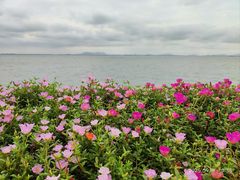 -贡湖湾湿地公园