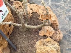 -南通洲际绿博园