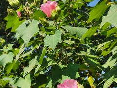 -泗洪洪泽湖湿地景区
