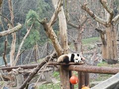 -都江堰中华大熊猫苑