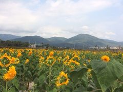 iphone_upload_pic-亚龙湾国际玫瑰谷