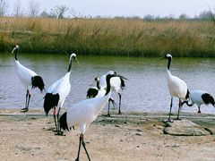 -盐城丹顶鹤湿地生态旅游区