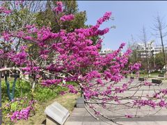 -西湖文化广场