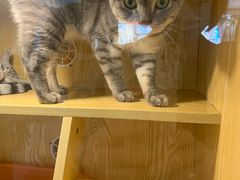 -平行世界·猫咖(首经贸店)