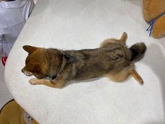 绿茶的青蛙趴姿-柴务处·柴犬主题狗咖