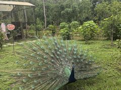 -合肥滨湖国家森林公园