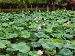 -金银湖国家城市湿地公园
