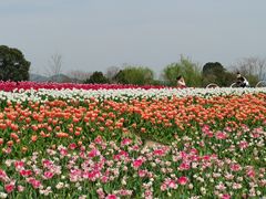 -径山花海