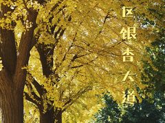 -三里屯东五街银杏大道