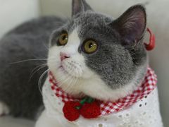 -lincat·猫舍(广州店)