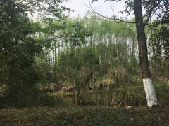 -桤木河湿地公园