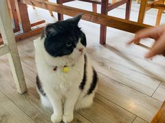 -海边的猫和咖啡馆