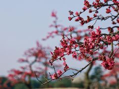 -光福景区