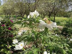 -洛阳郁金香牡丹园