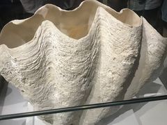 -青岛贝壳博物馆