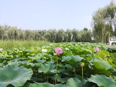 -顺鑫绿色度假村