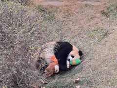 -大连森林动物园