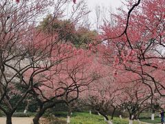 -杭州植物园
