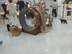 -喵园·猫主题咖啡厅·撸猫·猫咖(国贸店)