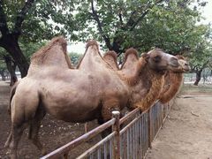 android_upload_pic-西安秦岭野生动物园