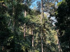 -西双版纳原始森林公园