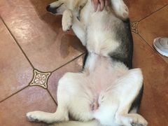 -more than meow吴止猫主题餐厅(承德 中船汇店)