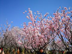 -天适樱花悠乐园