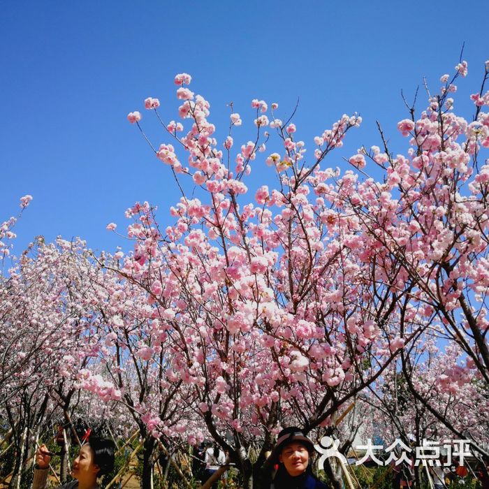 天適櫻花悠樂園