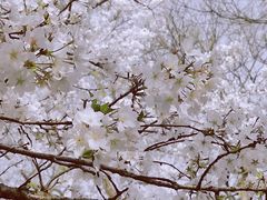 -西湖外事游船(花港观鱼码头)