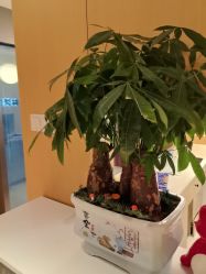 -Dr.林醫生产后修复·配方产康(南京江宁万达店)