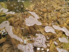 -九號渔港·蒸汽海鲜·粤菜茶点(八卦岭店)