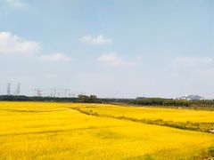 -上海佘山国家森林公园天马山园