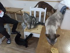-李小姐の猫咖啡馆(五角场店)