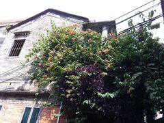 景点-小洲村