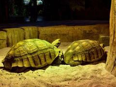 -绿色星球动物主题公园