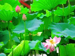 -陈家山荷花公园