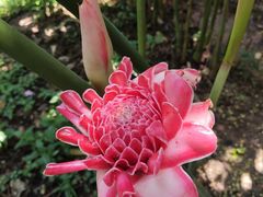 -中国科学院西双版纳热带植物园