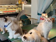 -喵喵咪呀布偶猫咖(春熙路店)