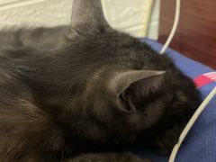 -达爱动物医院·犬猫分区·CT·复杂眼科(远洋山水分院)