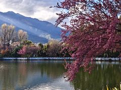 -三塔倒影公园
