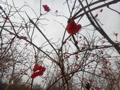 -群力丁香公园