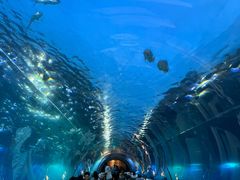 -涛·海底餐厅·美人鱼·自助餐·海底隧道(三亚海棠湾洲际度假酒店)