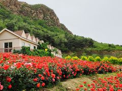 -密云玫瑰情园