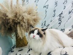 -爱洗澡的猫(望京店)