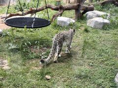 -青藏高原野生动物园