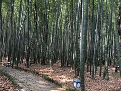 -同里国家湿地公园