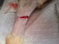 -萌兽医馆·犬猫专科·眼科中心·宠物医院(朝阳门分院)