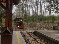 -合肥滨湖国家森林公园