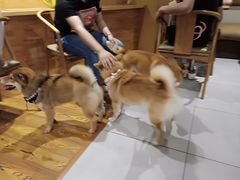 -柴务处·柴犬主题狗咖