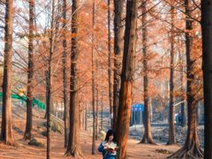 -白水寺森林公园